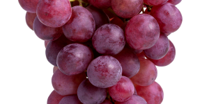 raisin-muscathambourg raisin rouge bio vendée vergers