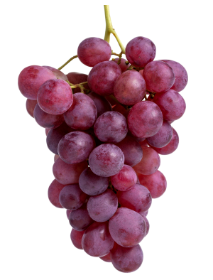 raisin rouge bio vendée vergers