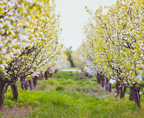 verger de l'amiral vendée bio
