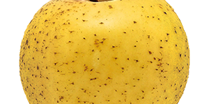 pomme-belchard-vendee